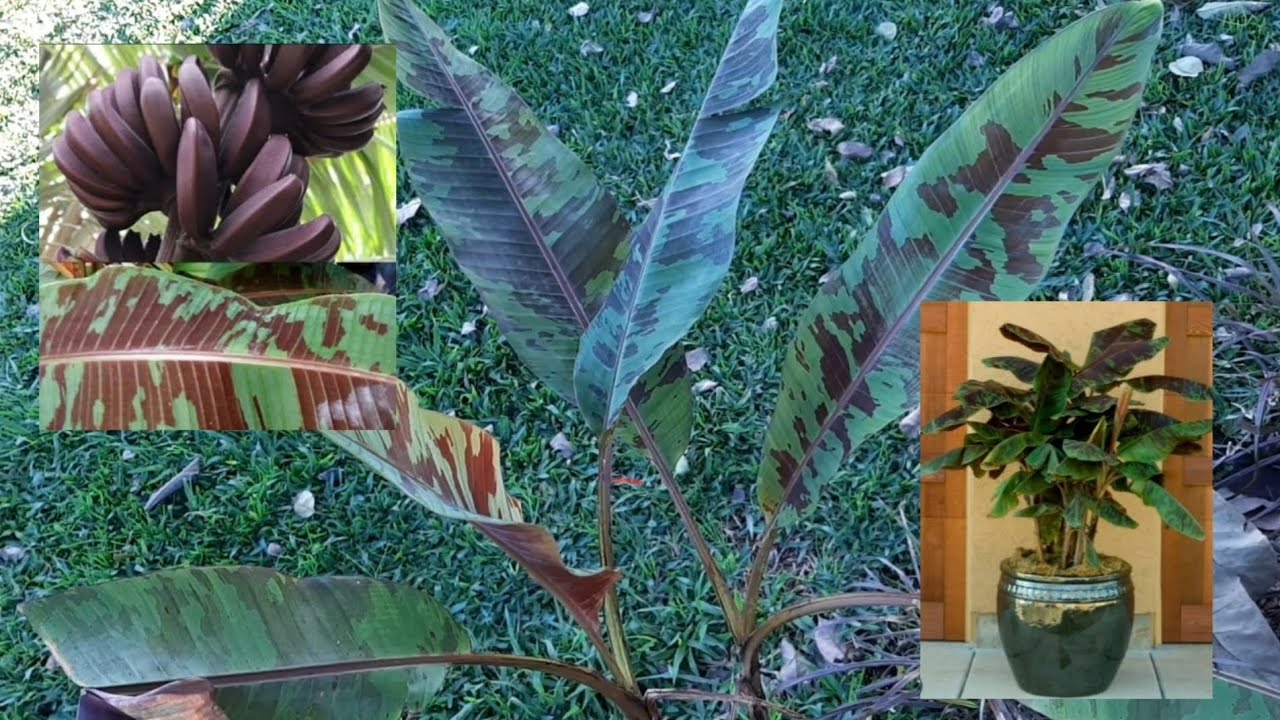Musa Acuminata Musa Zebrina Musa Sumatrana Bananeira ornamental ou bananeira rajada Bora acompanhar