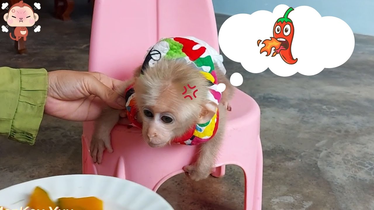 Monkey YU gets angry when hungry