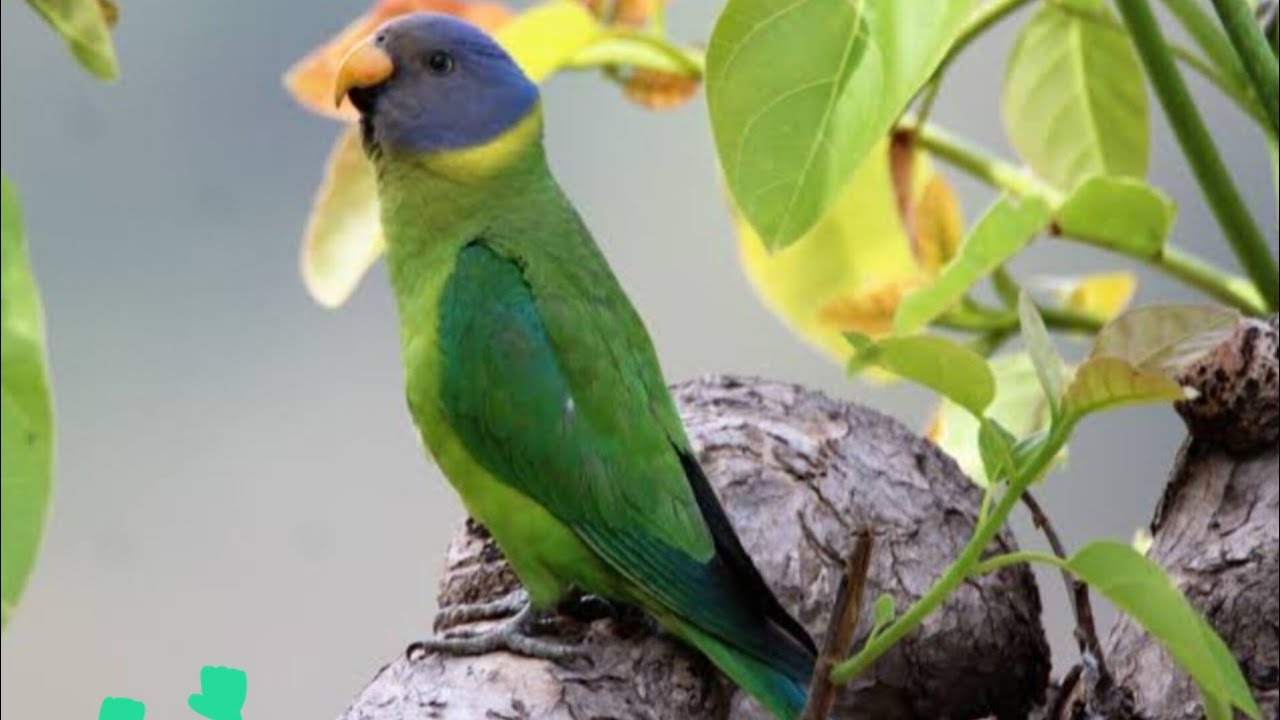 Plum head parrot 🦜 (Mere ghar aaya new member)