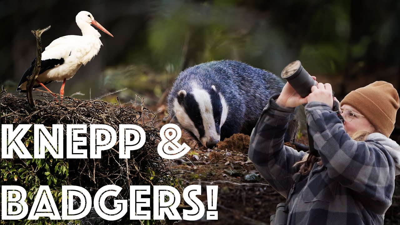 Exploring the Knepp Estate Rewilding Project… and we check in with our local BADGERS!