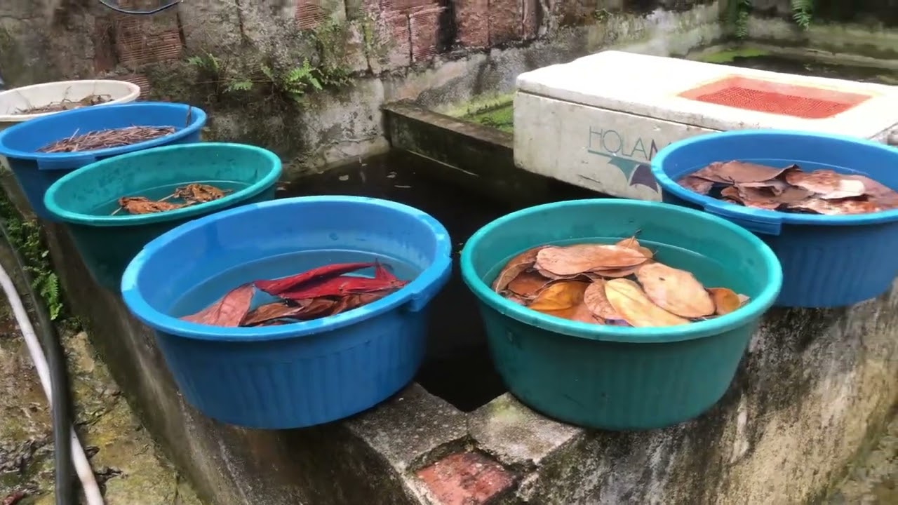 Quais tipo de matérias pra produzir seu próprio alimento vivo sem gasta nada
