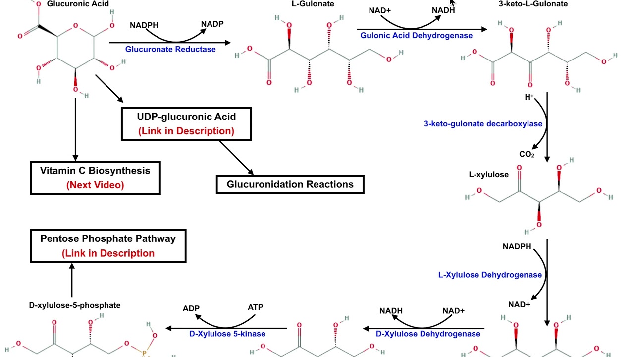 Catabolism of Glucuronic Acid to Xylulose-5-Phosphate (Pentose Phosphate Pathway)