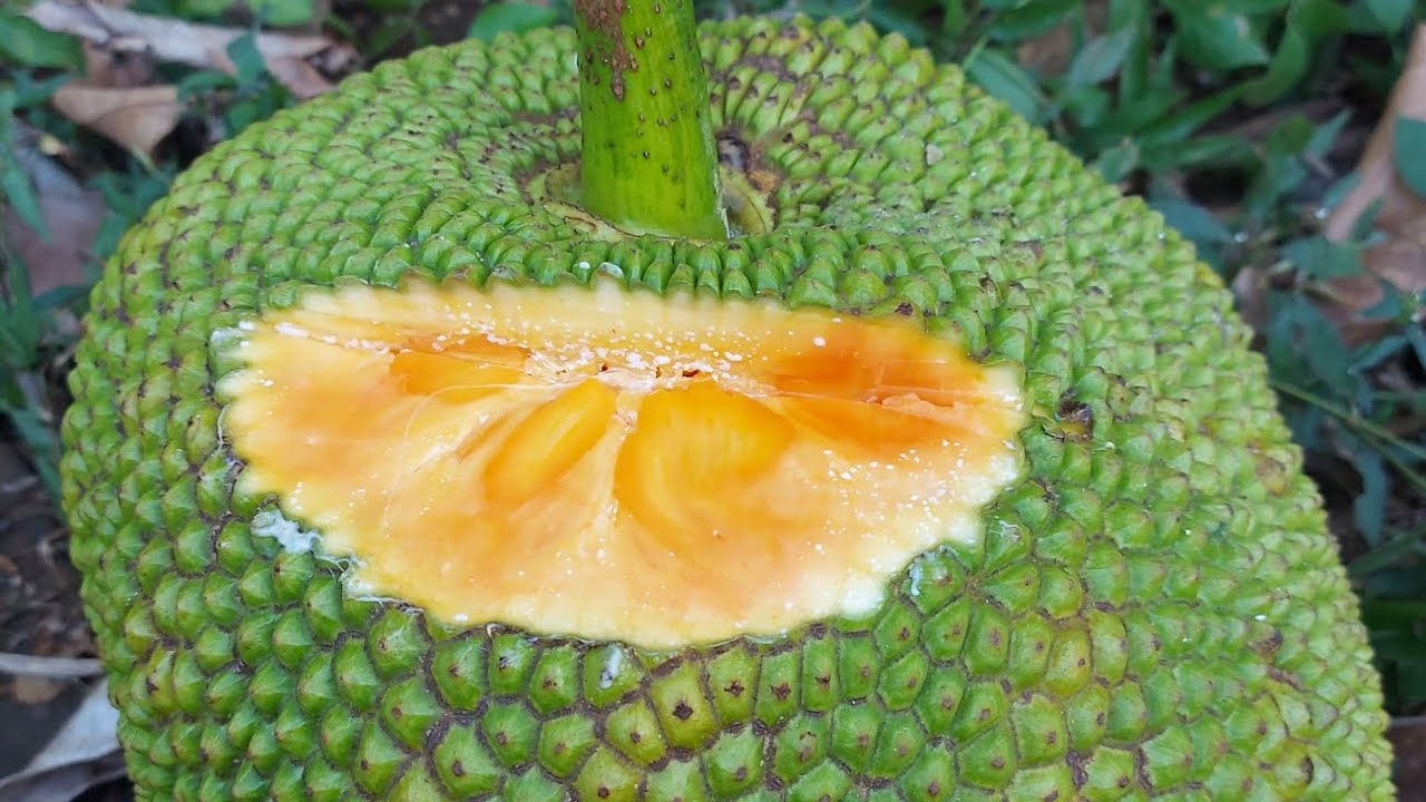 Nangka mini Orange
