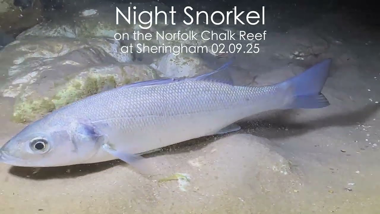 Night Snorkel on the Norfolk Chalk Reef at Sheringham - so much sealife at night!