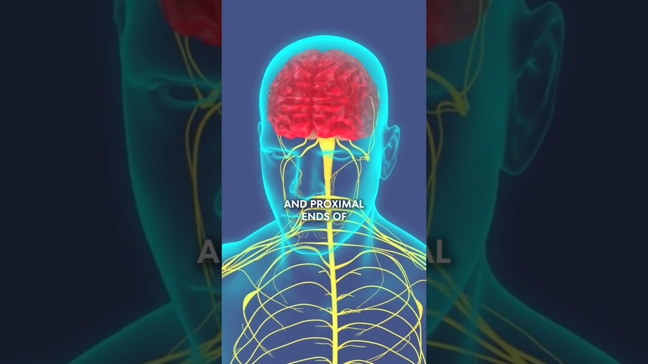 How Nerve Grafts Are Used in Peripheral Nerve Surgery | Dr. Otaguro