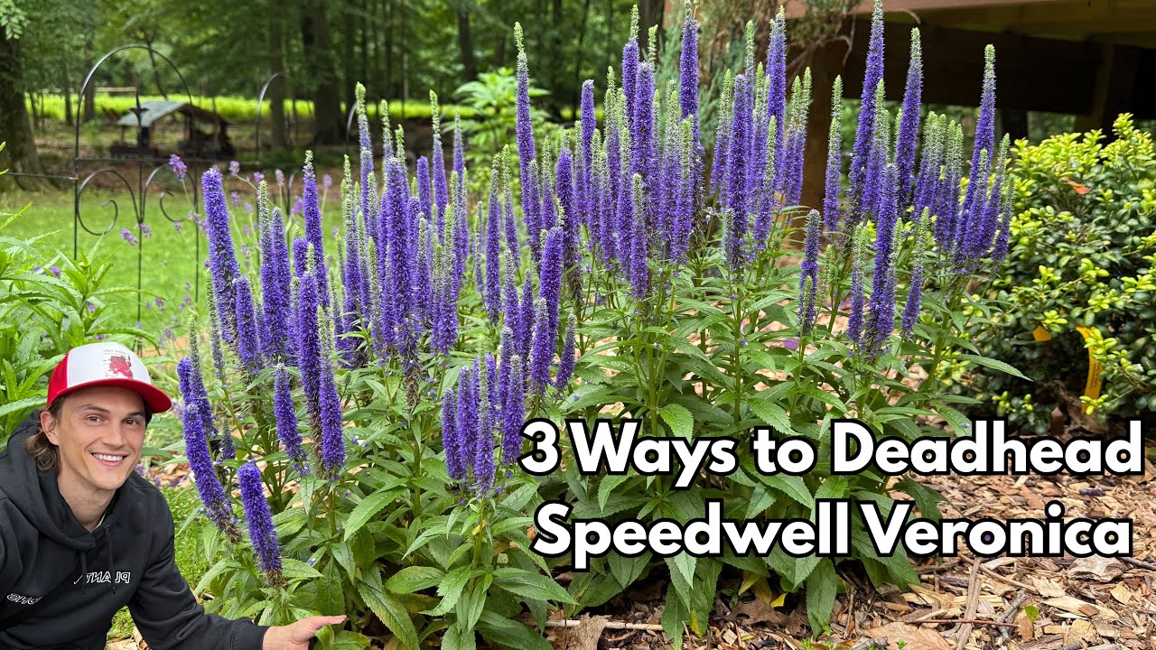 SPEEDWELL VERONICA - 3 Ways to Deadhead Old Flowers for Quick Reblooming