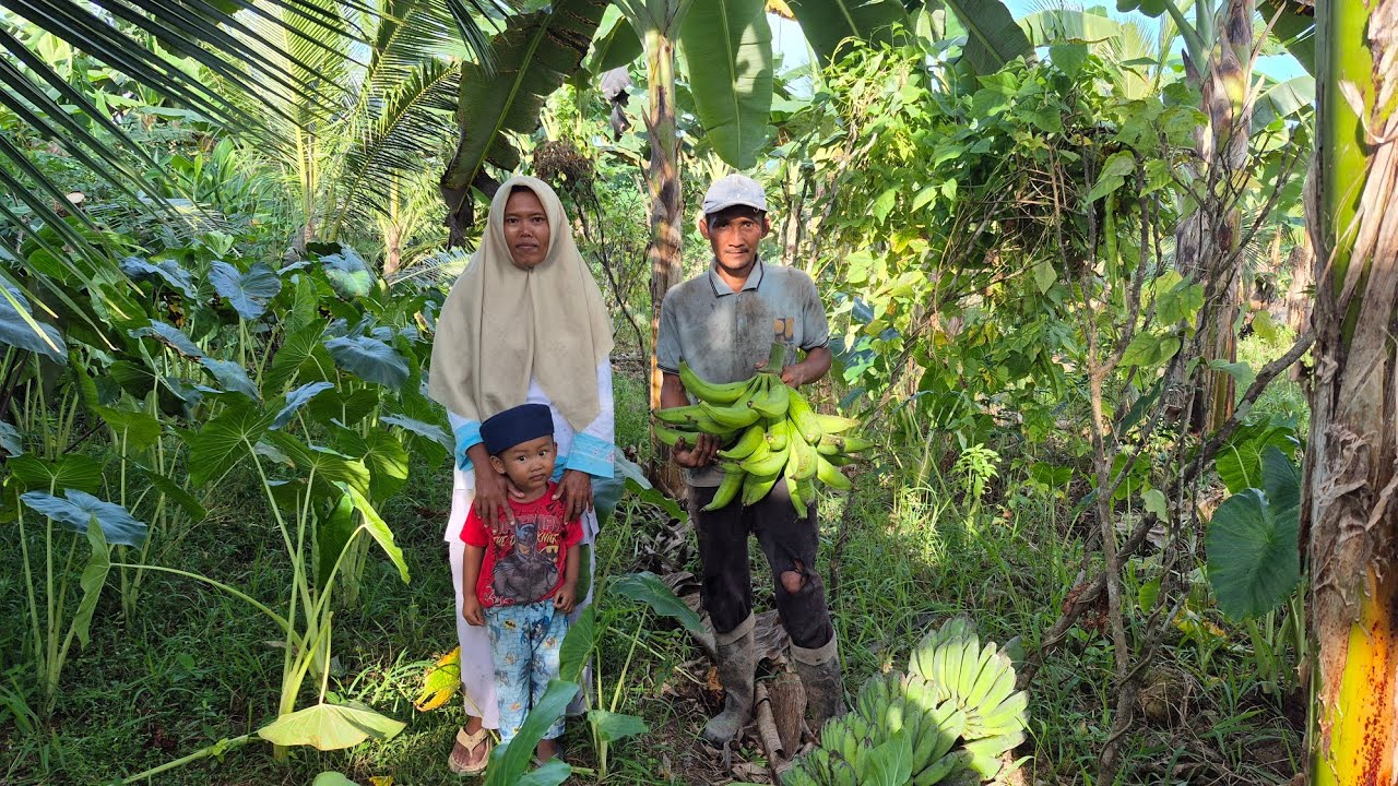 PASANGAN TRANSMIGRAN INI SULAP 2 HEKTAR LAHAN RAWA JADI KEBUN PISANG DAN KELAPA YANG SUBUR!