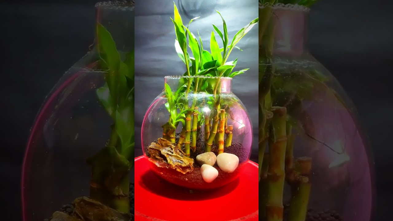 #aquascape #plantedtanks #luckybamboo #plants