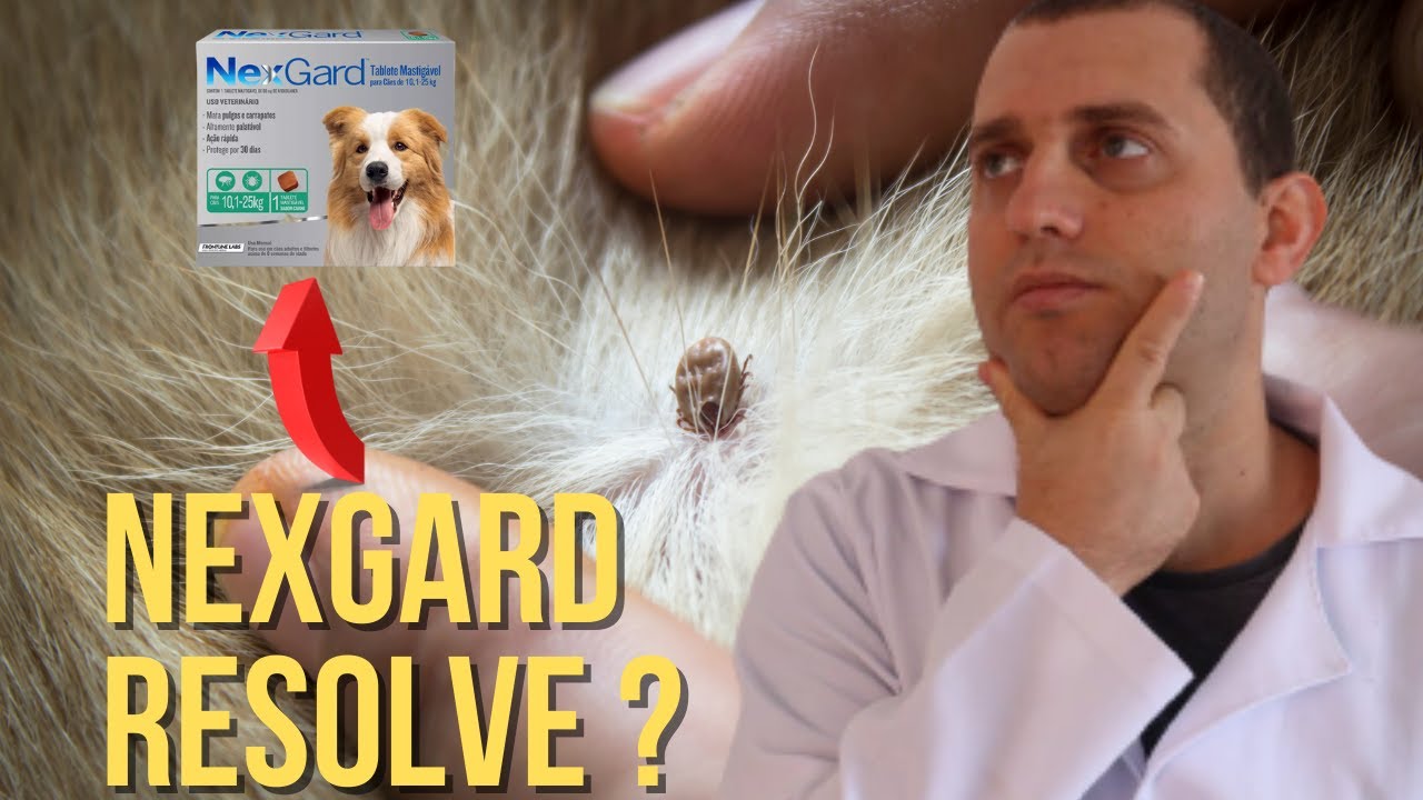 Nexgard em cães - o que você precisa saber.