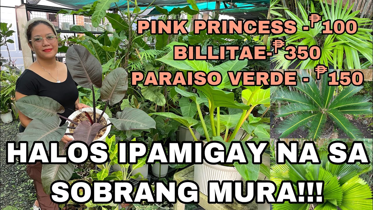 SOBRANG BAGSAK PRESYONG MGA HALAMAN SA CALAUAN, LAGUNA|| HALOS IPAMIGAY NA SA SOBRANG MURA!!!