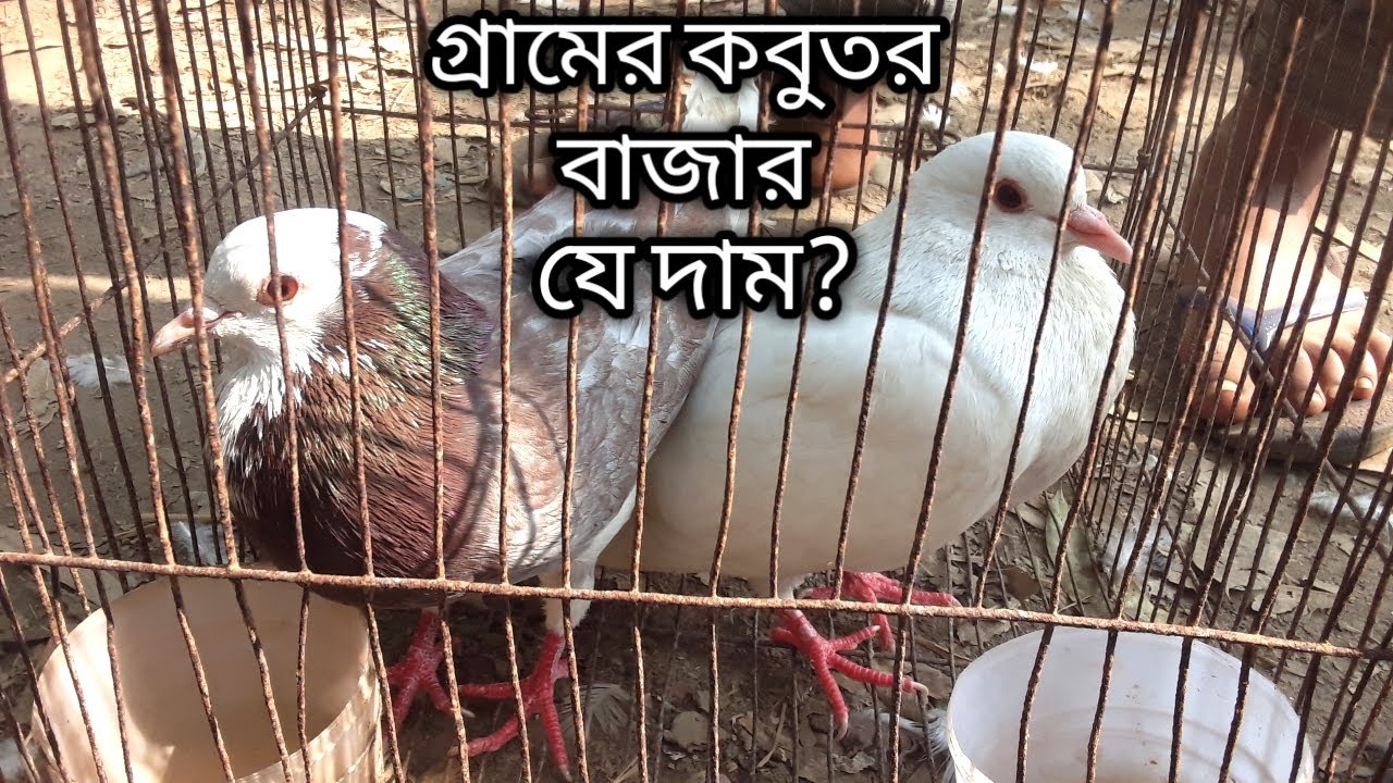 গ্রামের কবুতর বাজার।Village kobutor bazar.
