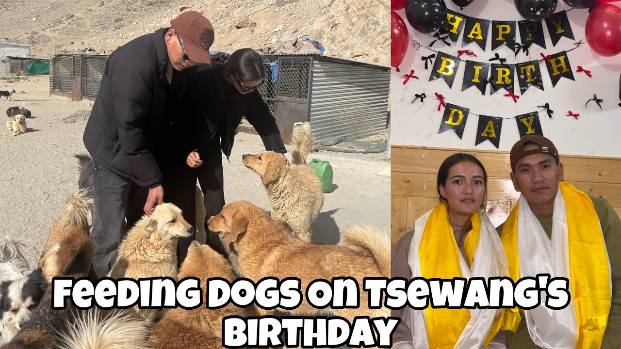 FEEDING DISABLED DOGS 🐕 ON TSEWANG’S BIRTHDAY 🎂 #dailyroutine #ladakhivlogger 