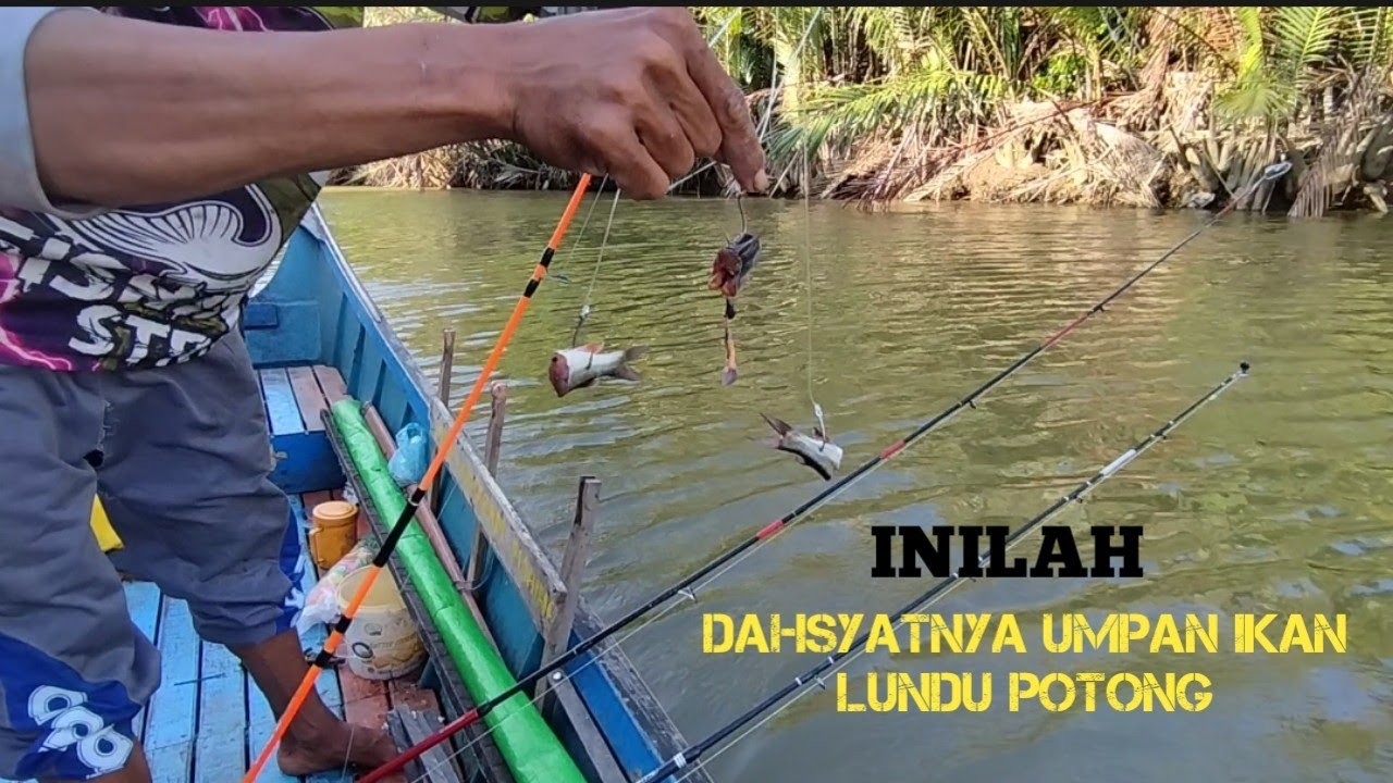 Dahsyatnya Umpan Lundu, Menaklukan Monster Air tawar & Air Asin. #mancingkakap