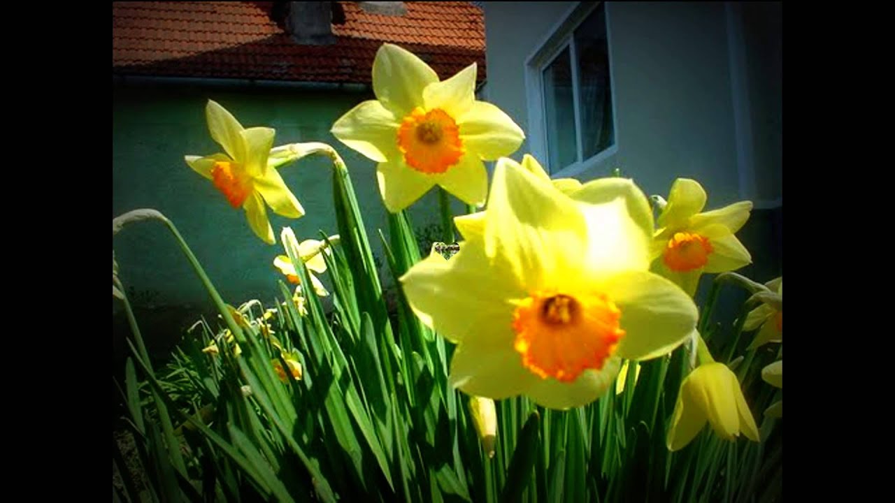 OHABA ...' TARA MEA ' ...nu te voi uita... NICIODATA...