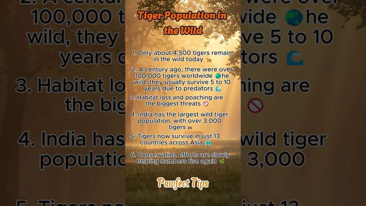 Where Have All the Tigers Gone? 😢 | The Truth About Wild Tiger Populations