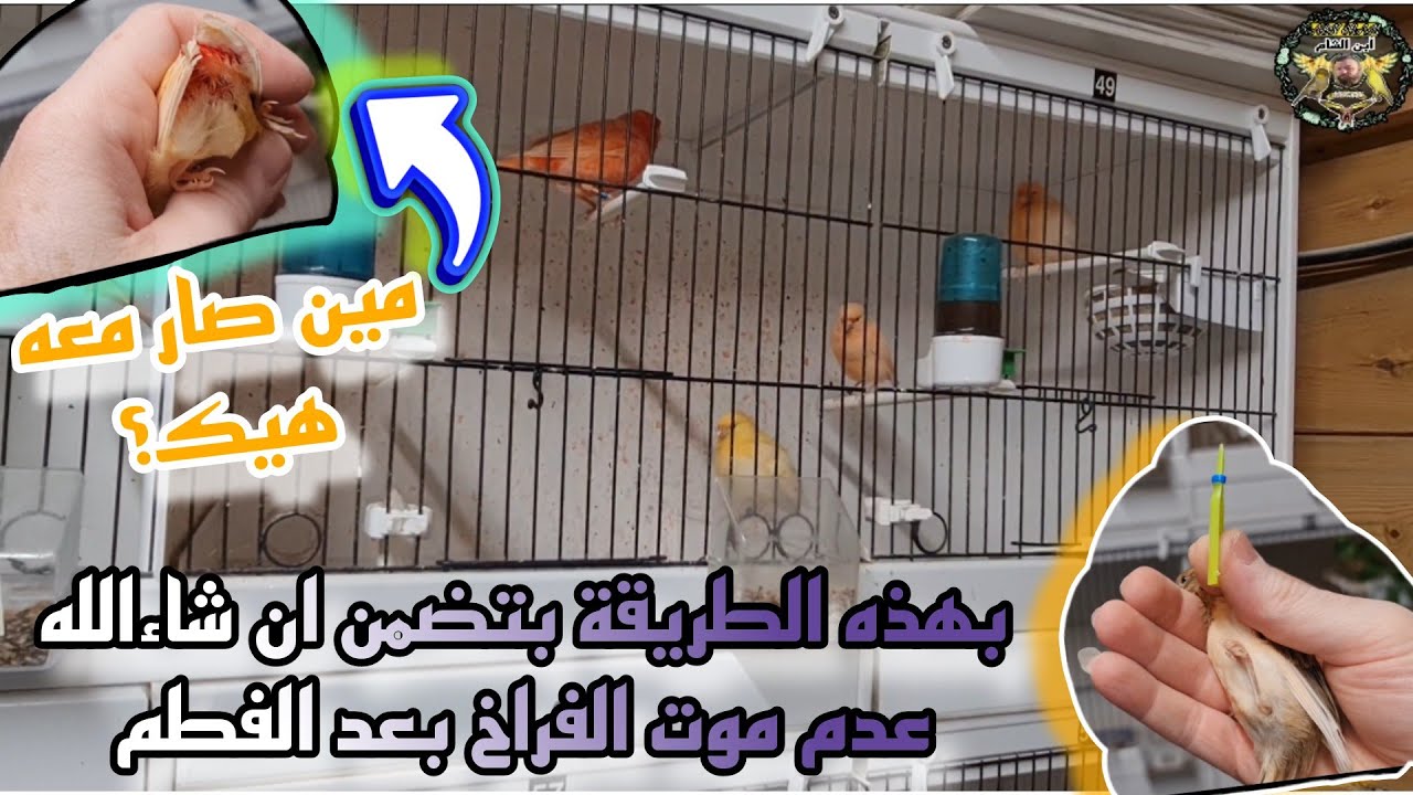 متى وكيف يتم فطم فراخ الكناري بطريقة احترافية بصوت وصورة #عصافير #كناري #birds