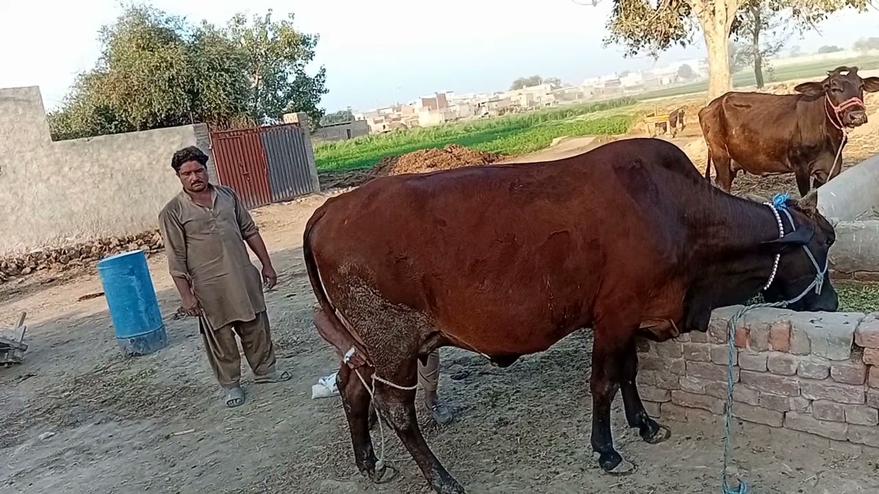 باکھڑی گائے فار سیل 03057387051#cow #vewsproblem 