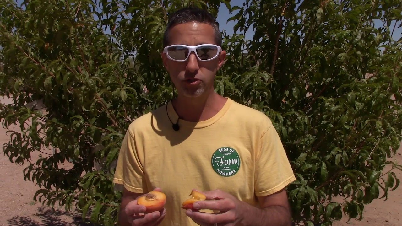 Growing Early Amber Peaches in AZ