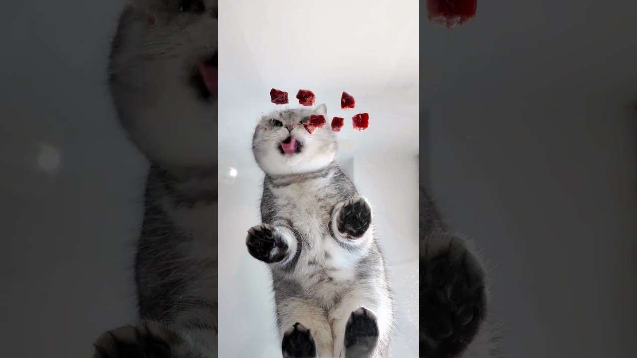 The kitten eats meat