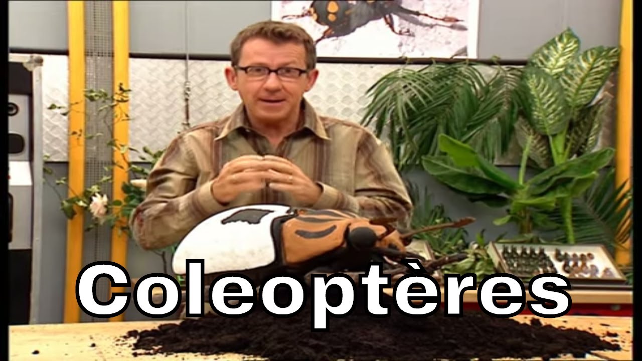 Qu'est-ce qu'un coléoptère ?  - C'est Pas Sorcier