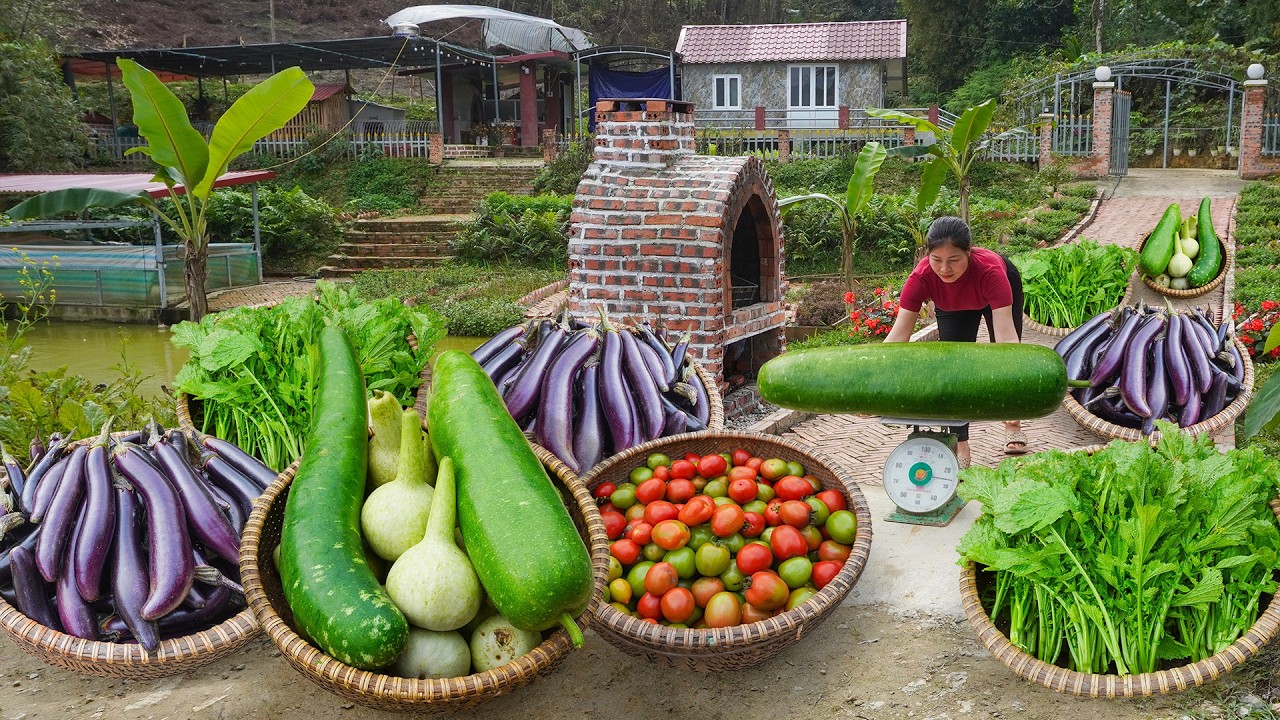 Harvesting Many Gourd, Tomato, Eggplant And Vegetable Sell For The Woman - Grow New Vegetable