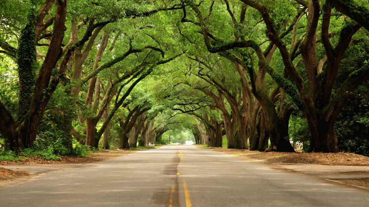 A Meditation with Trees for Strength, Peace, and Wisdom