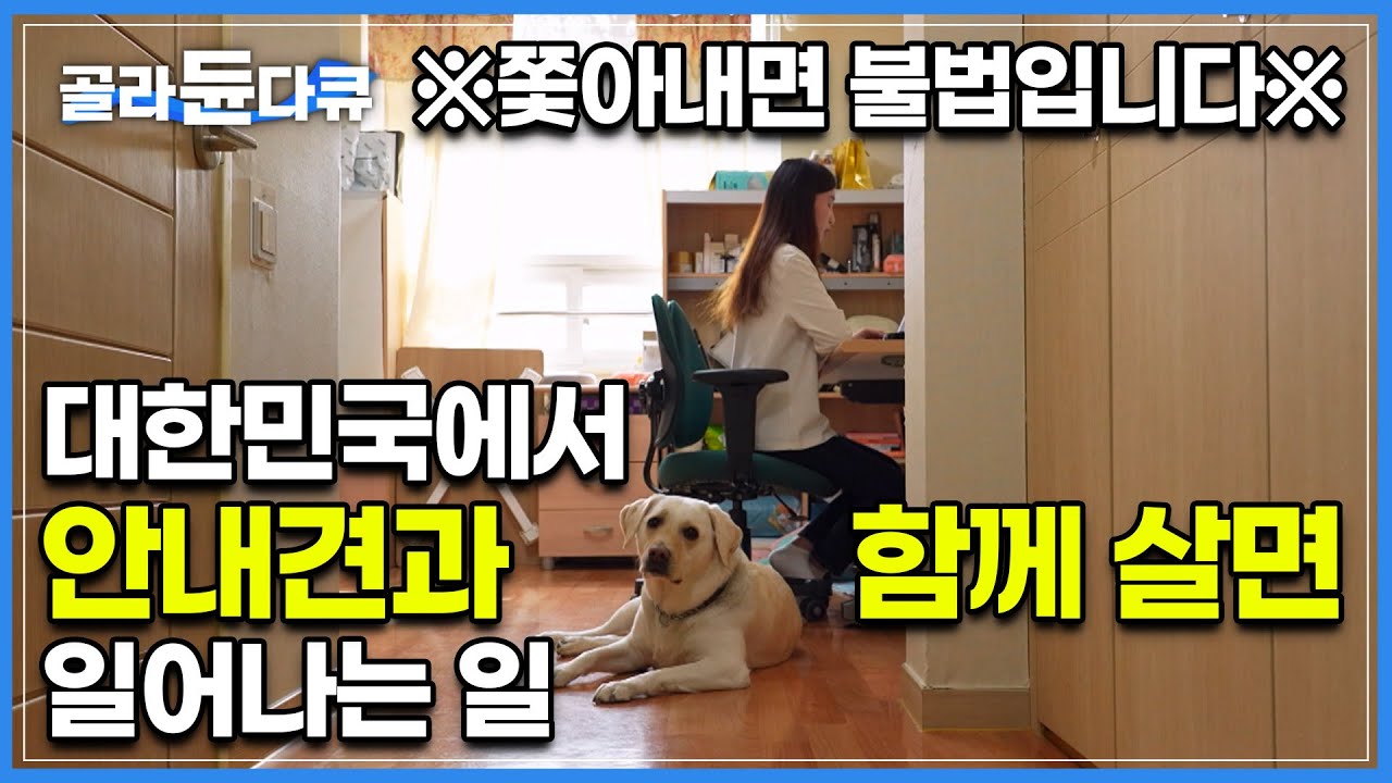'안내견도 알아요. 나 때문에 거절당했다는걸' 쫓아내는 것도 출입 거부도 불법인거 아세요? 대한민국에서 안내견과 함께 사는 사람들의 극한 24시간 | 도우미견 | #골라듄다큐