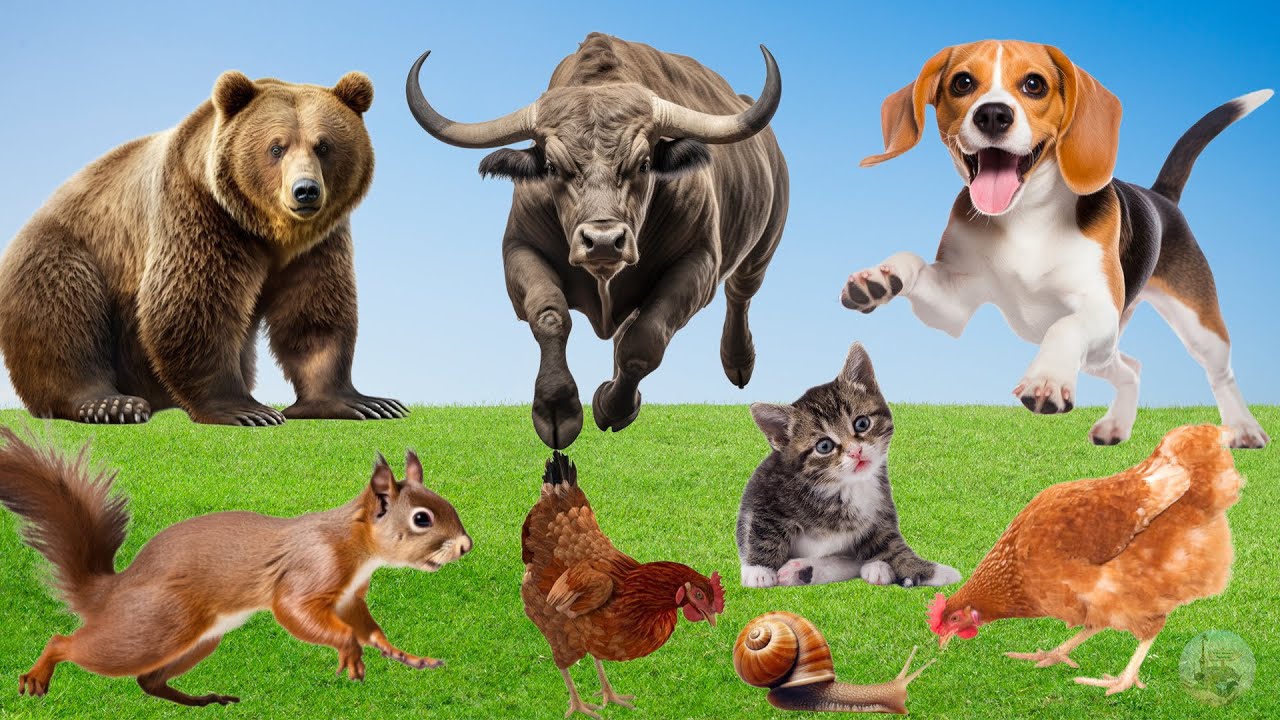 Farm Animal Moments: Buffalo, Hen, Dogs, Cat, Bear, Squirrel,... - Cute Little Animals