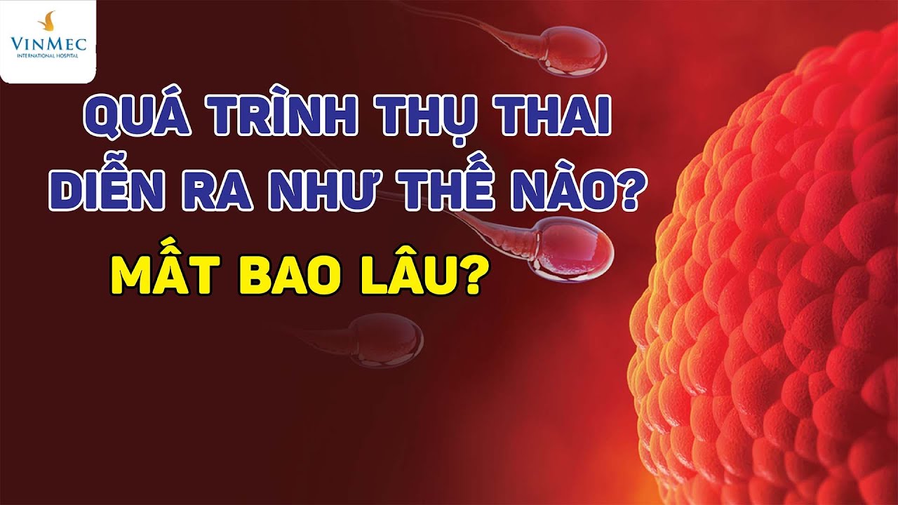 Quá trình thụ thai diễn ra như thế nào và trong bao lâu?