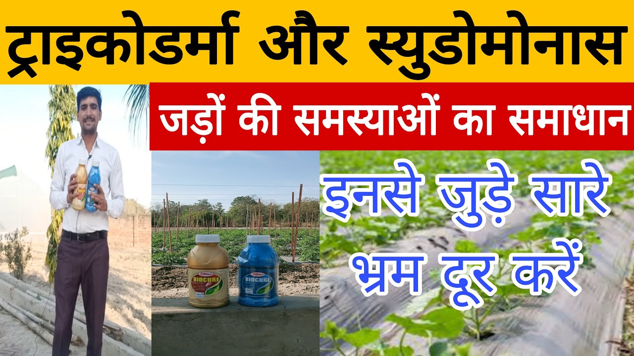 ये खेत की मिट्टी को कर देंगे फंगस free | ट्राइकोडरमा और स्युडोमोनास उपयोग chemical के साथ भी |