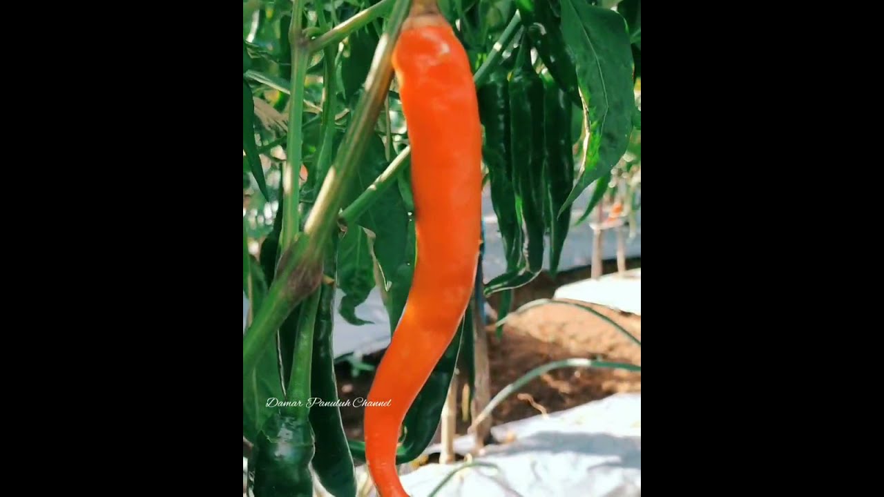 Cabe Dori F1. Tahan layu tahan virus