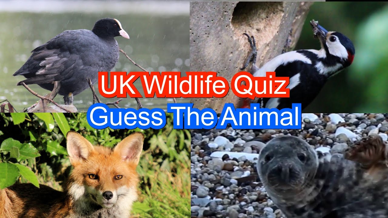 UK Wildlife Quiz - Guess The Animal.