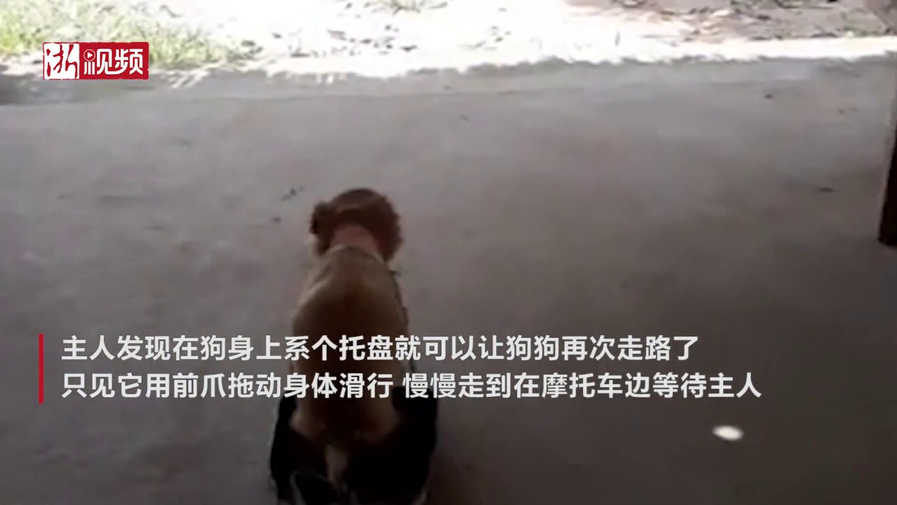 最简易假肢 泰国残疾狗狗系上托盘后&ldquo;行走&rdquo;自如