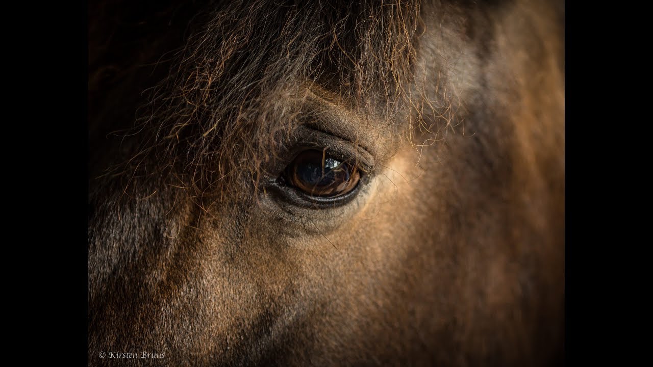 The Exmoor Pony Project