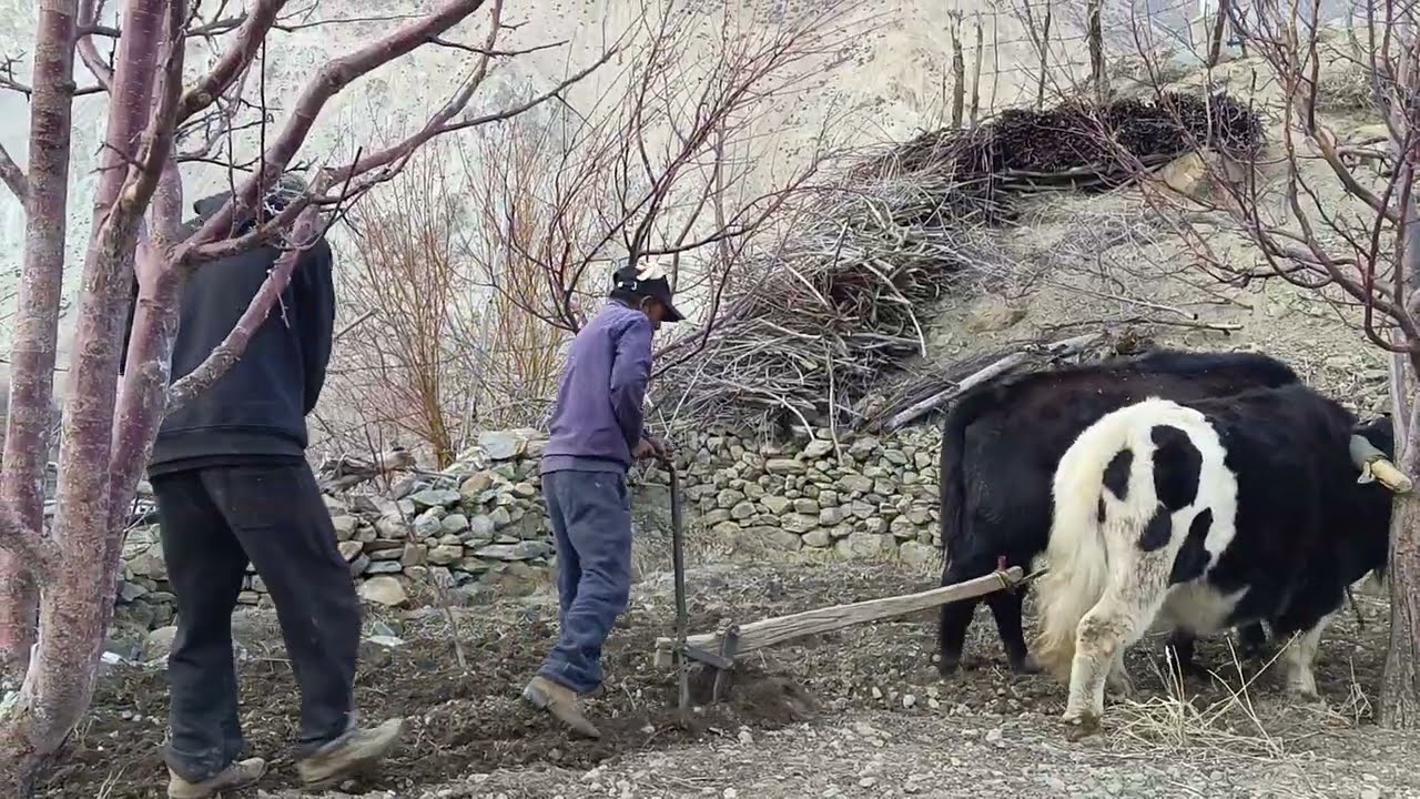 Himalayan ploughing tradition. 