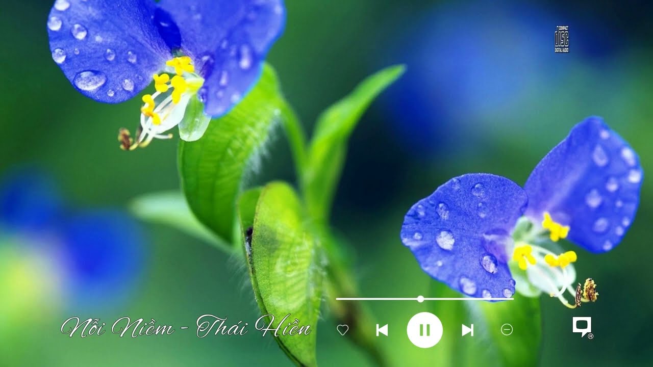 Nỗi Niềm  ♪  THÁI HIỀN  ♪  Sáng tác: TUẤN KHANH ♪