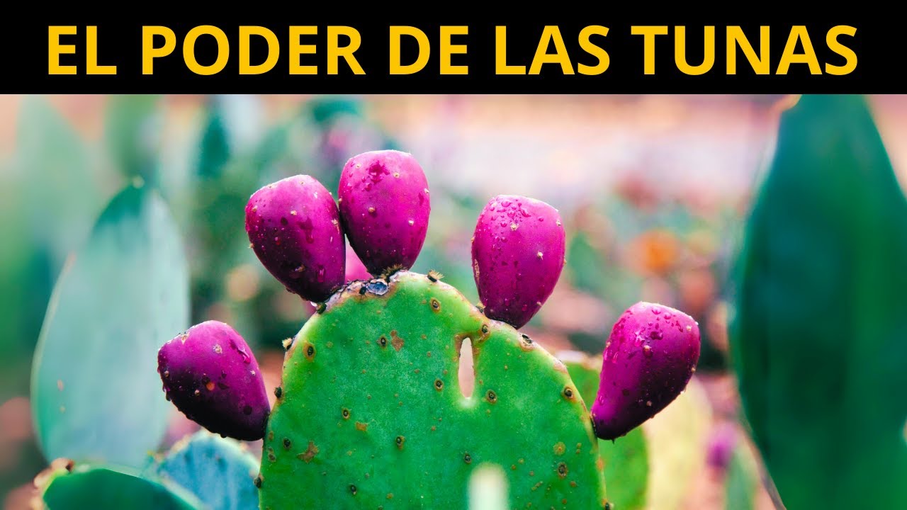 DEBES comer TUNA POR ESTO - 7 Grandes BENEFICIOS
