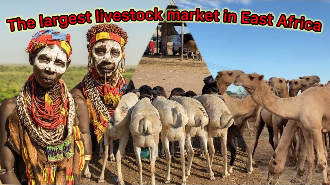 SAYLADA GEELA UUGU WEYN GEESKA AFRICA || Sidee ayey u shaqaysaa Saylada xolaha ee Hargeisa.🐪