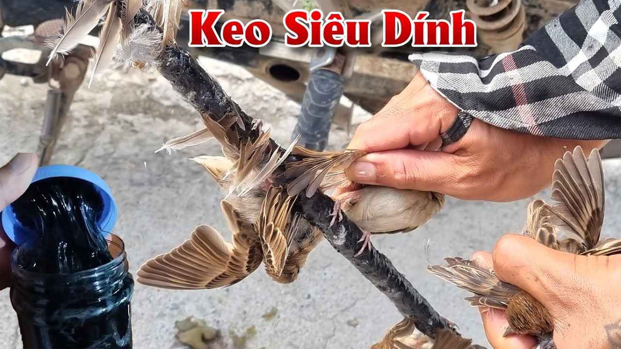 35k Keo Siêu Dính Chim Thái Lan Bẫy Chim Sẻ Cu Gáy Chào Mào Không Chảy Rớt Dùng Nhiều Lần 0987782098