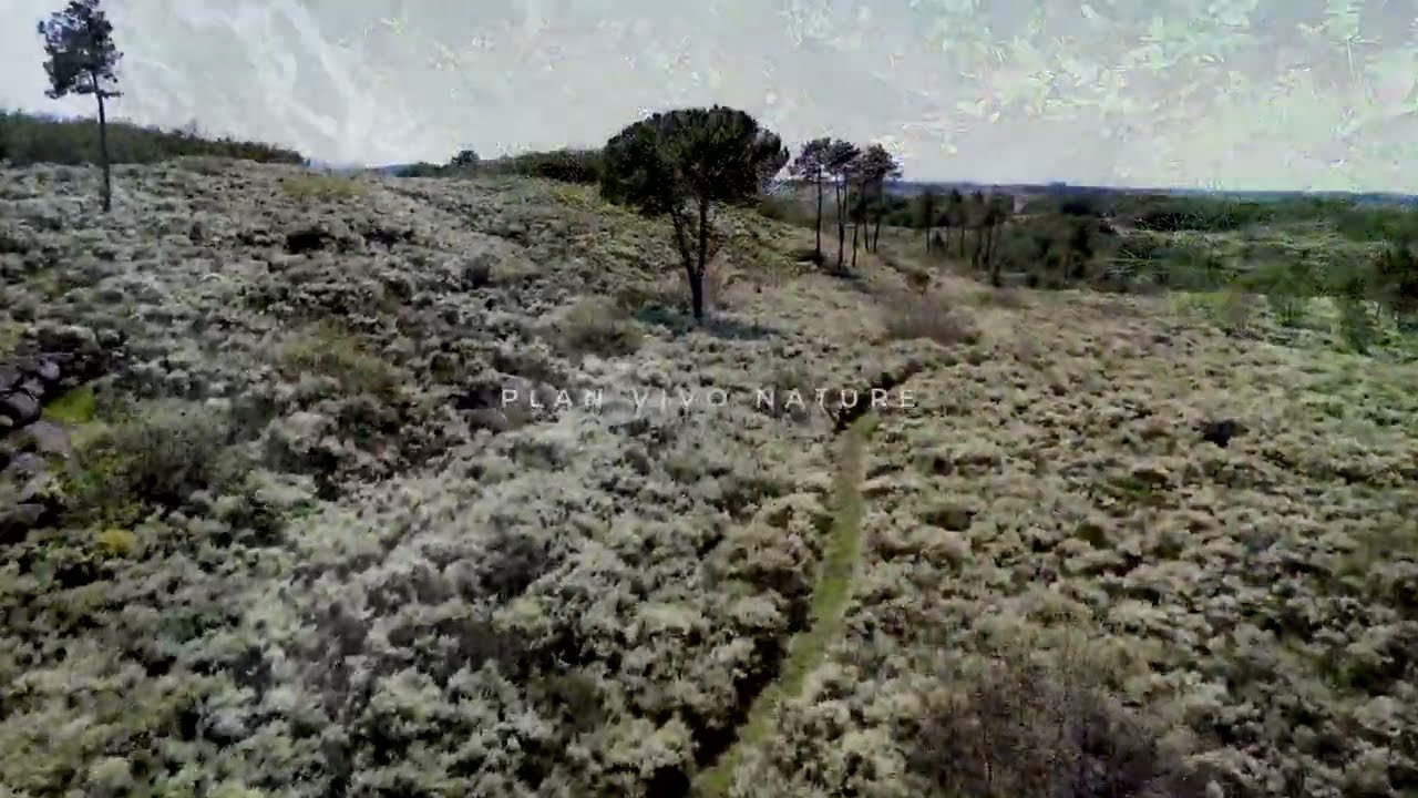 Hubs de Regeneração Bioestrela Apresentados em Português