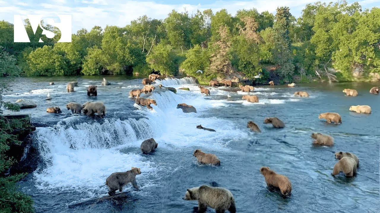 ALASKA SALVAJE | La Lucha Mortal por el Banquete del Salmón en el Norte - Documental Animales