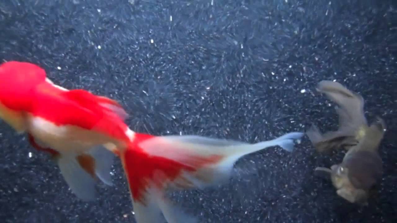 Goldfish Care: What to do When You're Overstocked