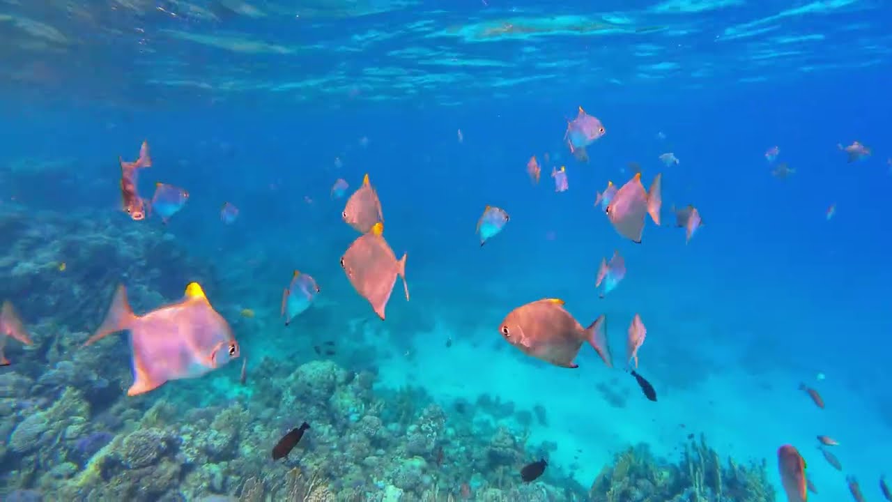 Egypt - Brayka Royal - život na útesu 03.2024