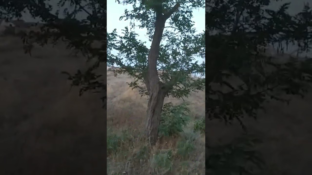 20.07.24 пансионат Звёздный