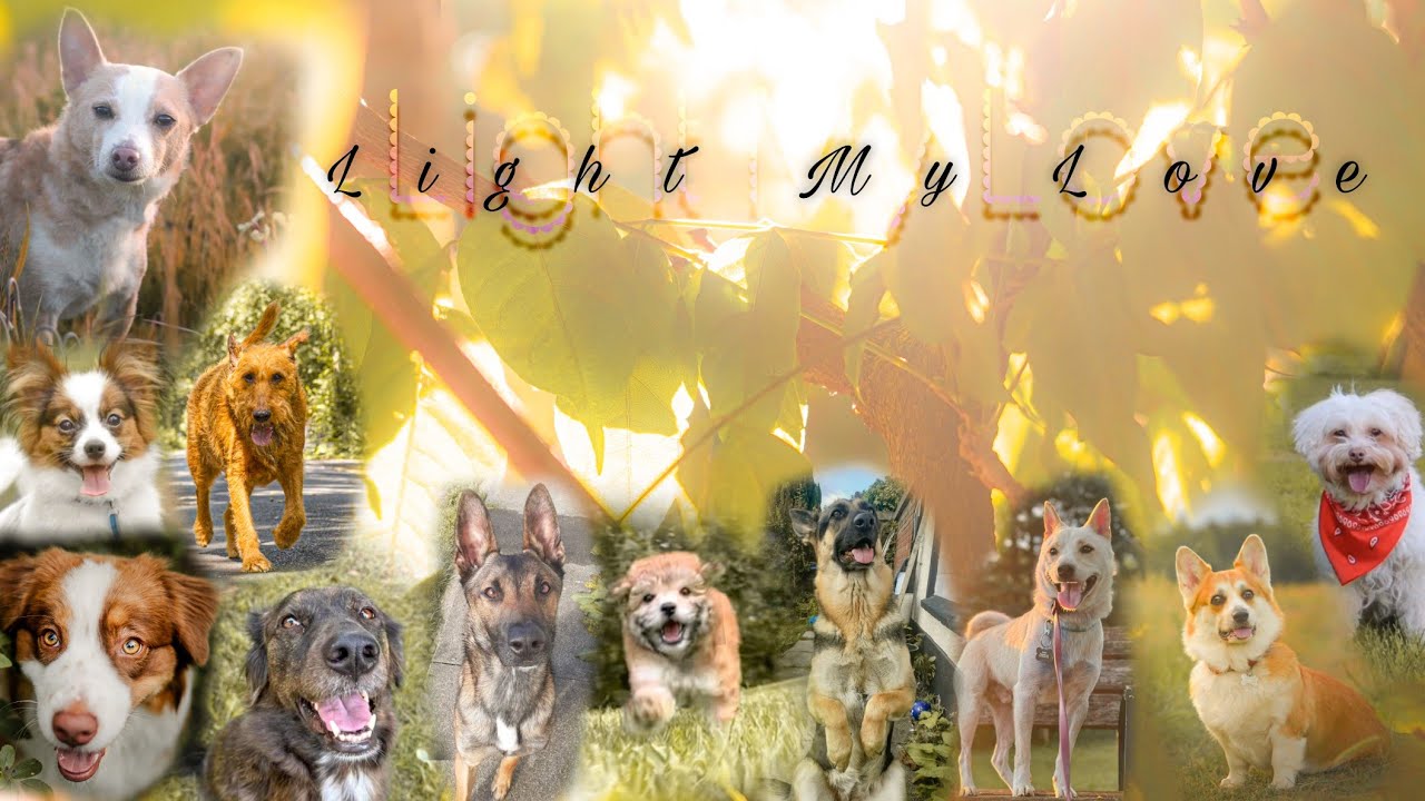 Light My Love - full dog MEP