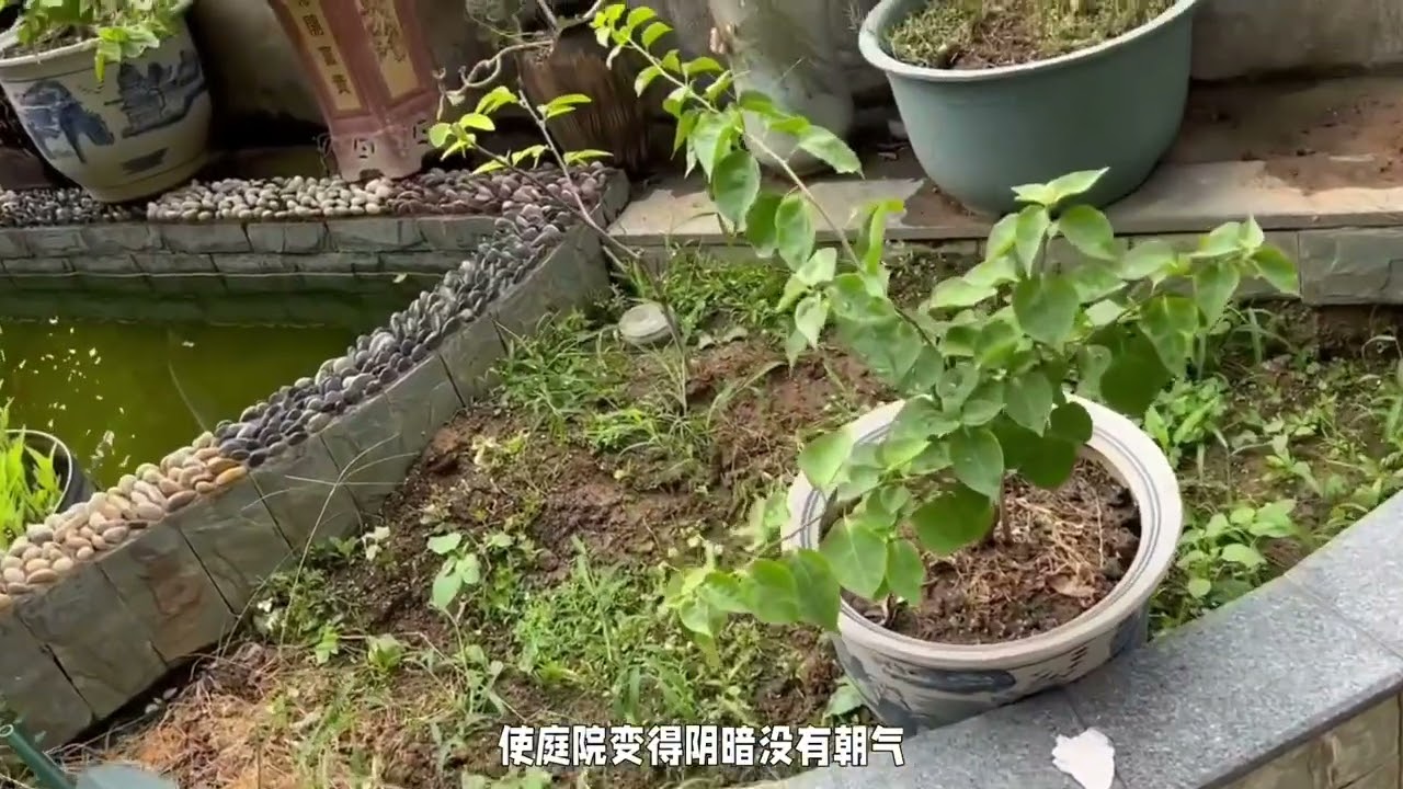 你知道庭院种树有什么讲究吗？