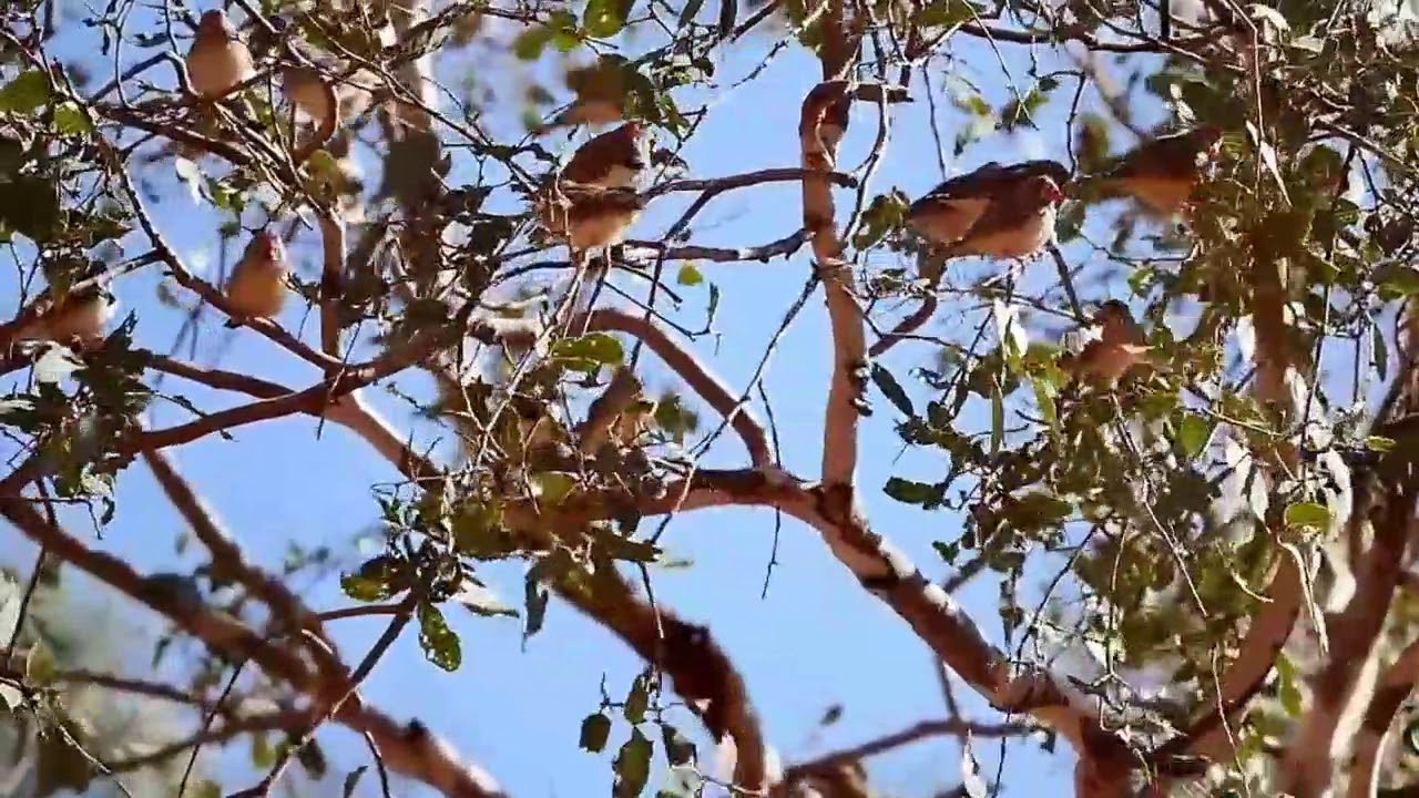 Zebra Finches in wild