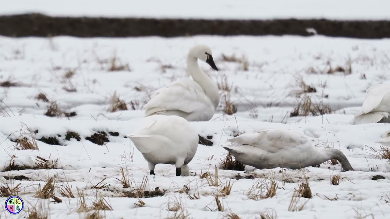 野鳥動画　コハクチョウ＆アメリカコハクチョウ