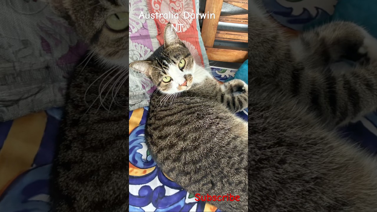 Cats and Tropical Living in Australia. The Northern Territory
