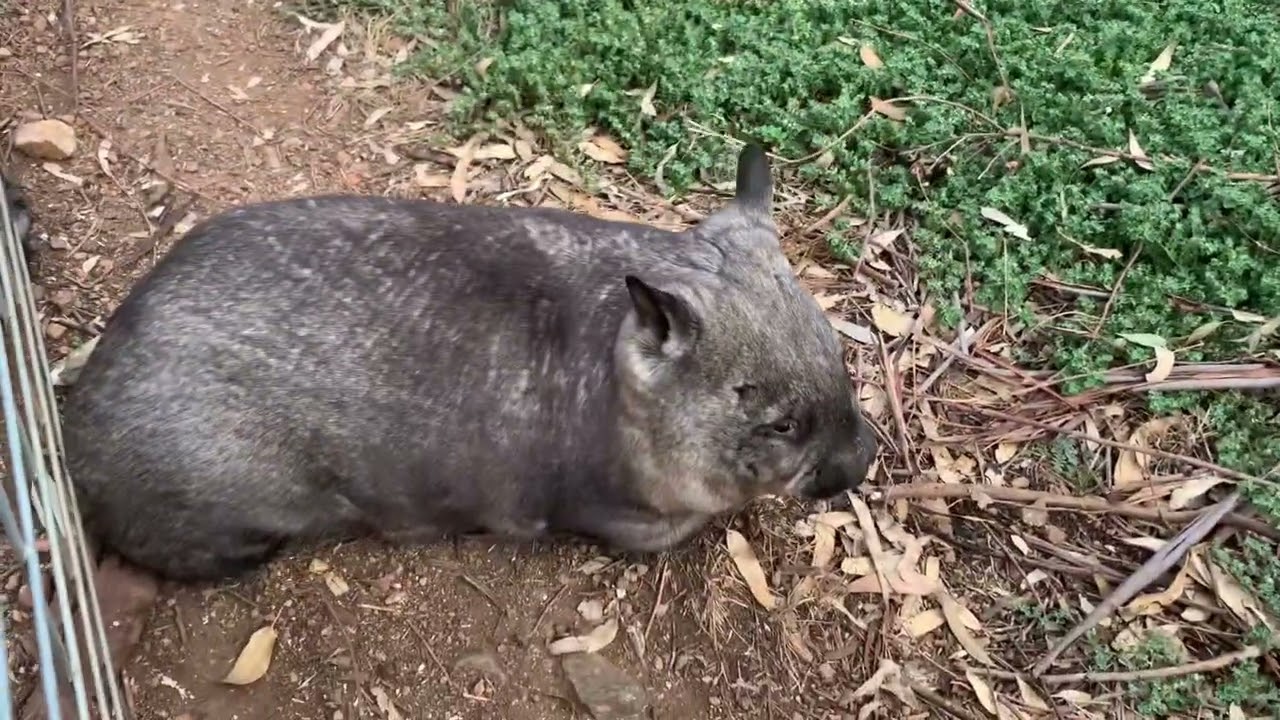 Wombat Wednesday… tumbles… flips… three sixty’s. It’s a Wombat thing @rufusthecouchkangaroo5999